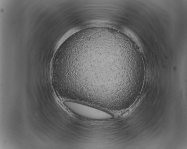 X0000086081386200704091250