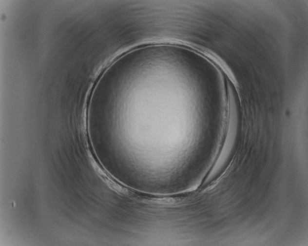 X0000086081388200704091250