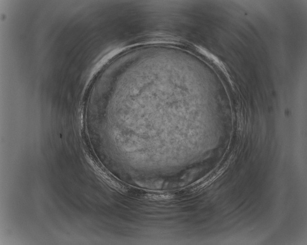 X0000086081415200704091249