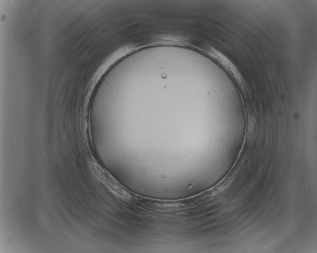 X0000086081435200704091250