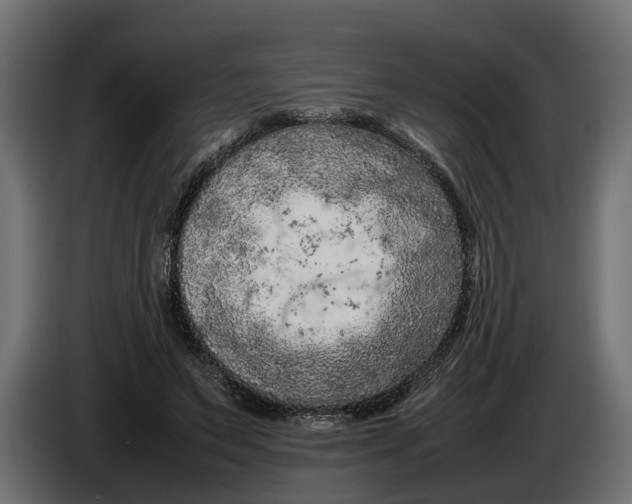 X0000086080495200704132106