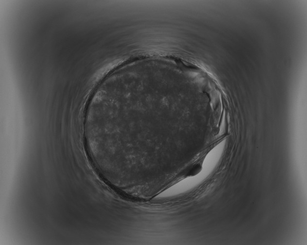 X0000086080673200704132104