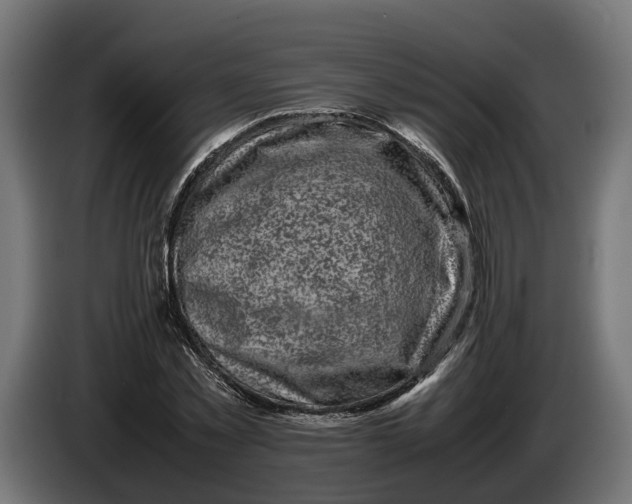 X0000086080781200704132102