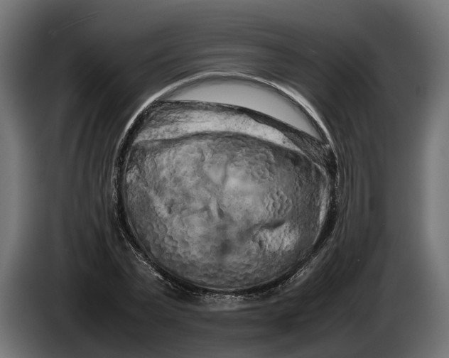 X0000086080783200704132102