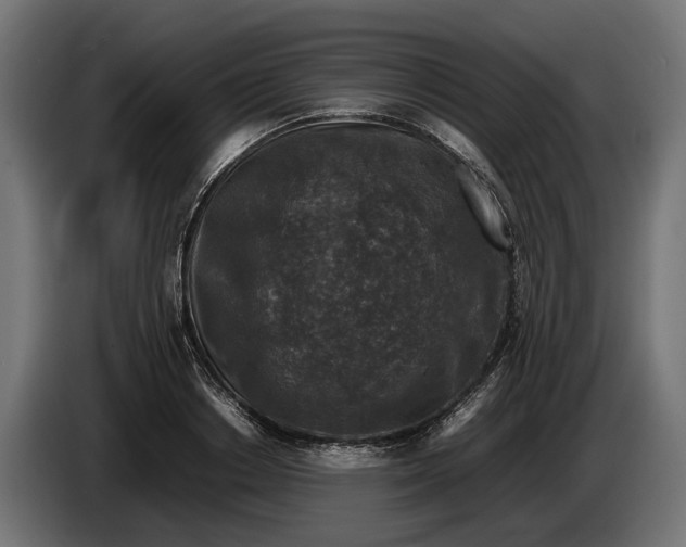 X0000086080842200704132101