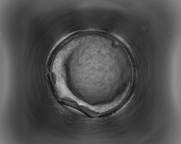 X0000086080925200704132059