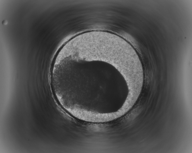 X0000086080950200704132100