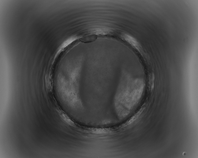 X0000086081018200704132058