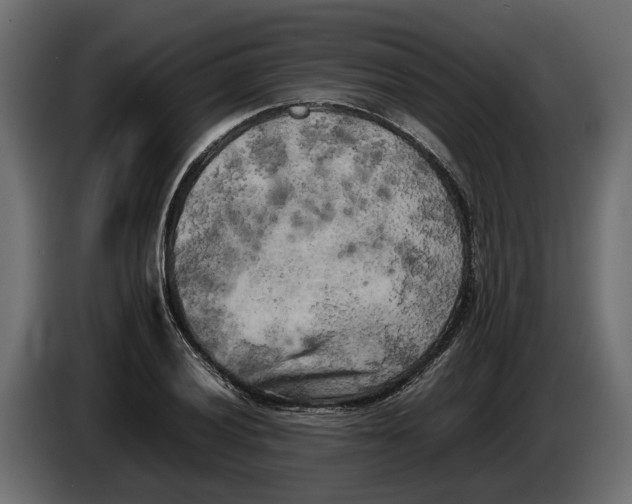 X0000086081028200704132058