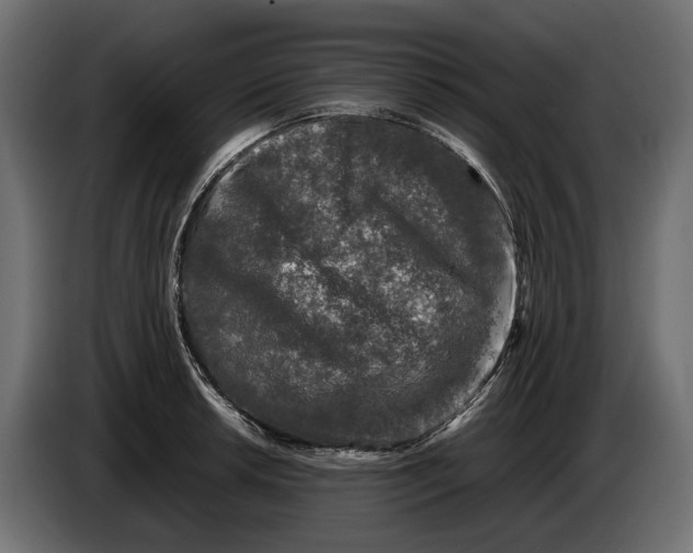 X0000086081042200704132058