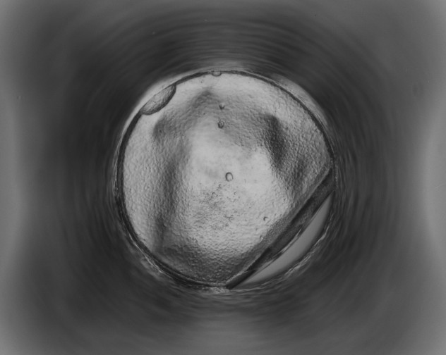 X0000086081052200704132058