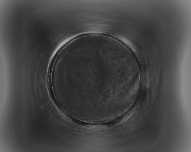 X0000086081077200704132057