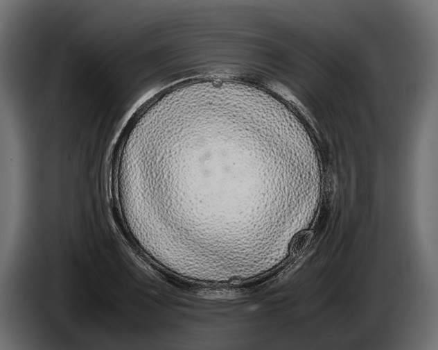 X0000086081083200704132057