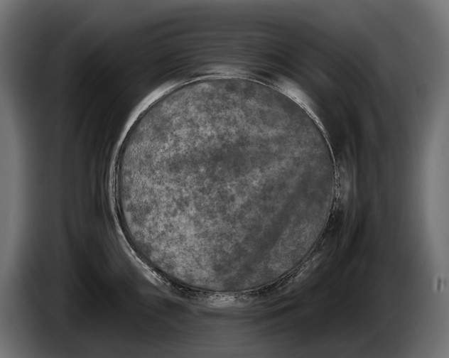 X0000086081098200704132057