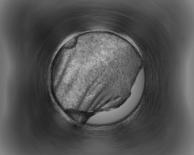 X0000086081142200704132057