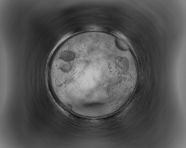 X0000086081235200704132055