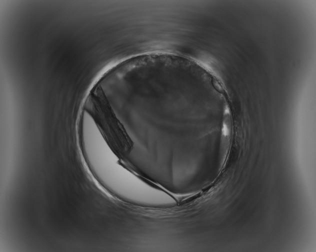 X0000086081383200704132053