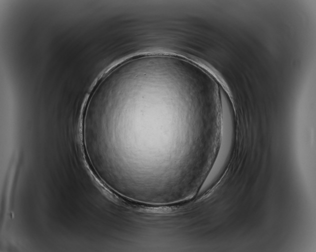 X0000086081388200704132053