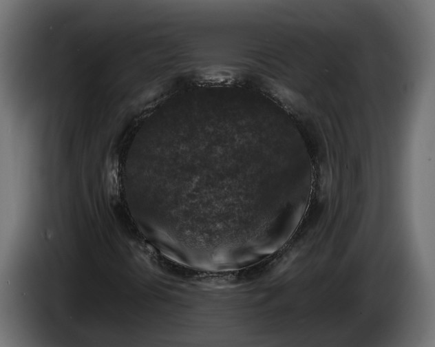 X0000086081394200704132052