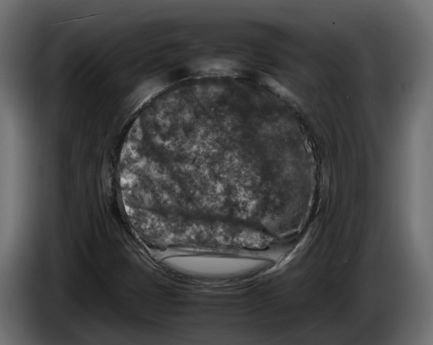 X0000086081401200704132052