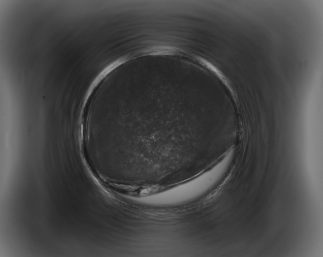 X0000086081418200704132053