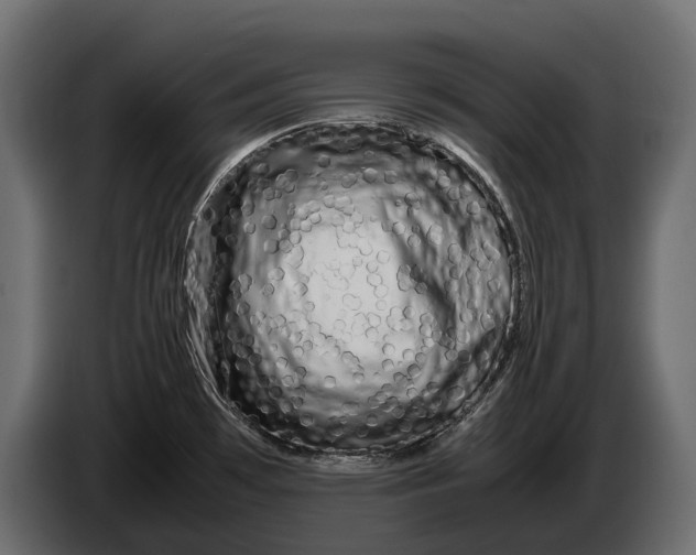 X0000086081481200704132052