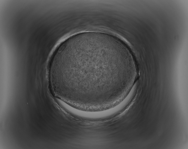 X0000086081506200704132051