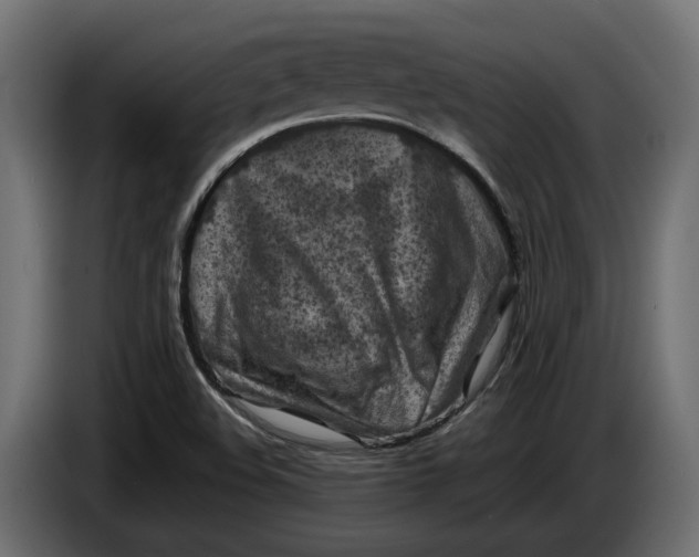 X0000086081508200704132051