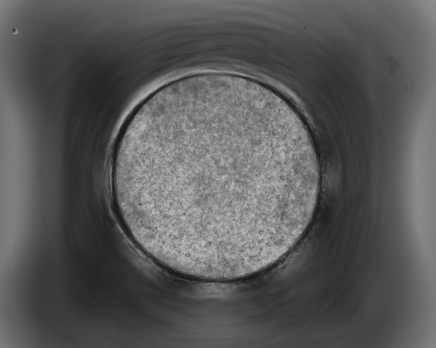 X0000086081514200704132051