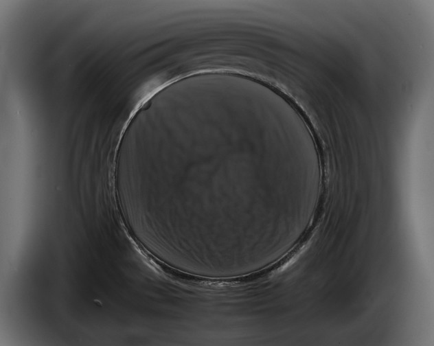 X0000086081529200704132051