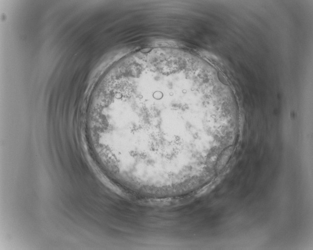 X0000086080049200704202201