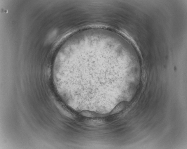 X0000086080063200704202201