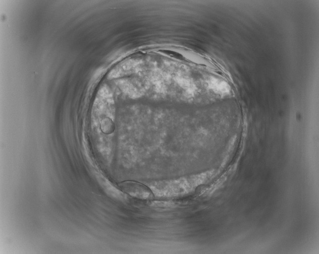 X0000086080145200704202159