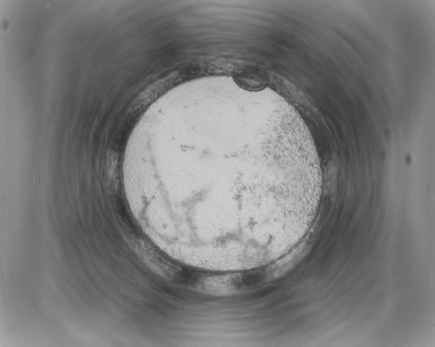 X0000086080178200704202200