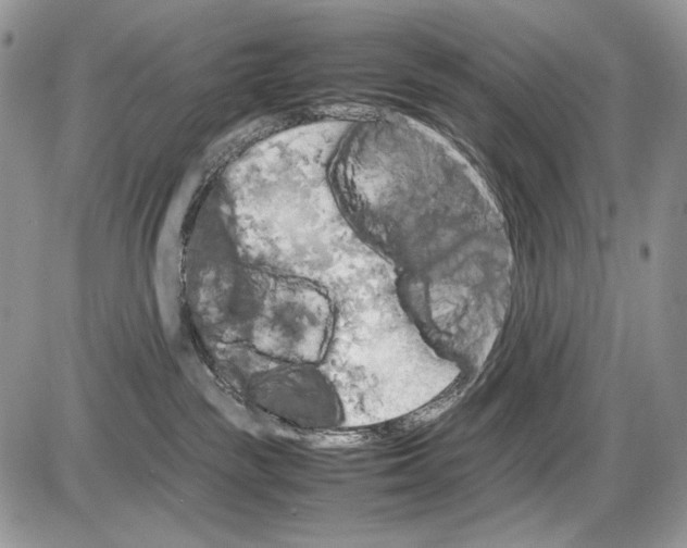 X0000086080189200704202200