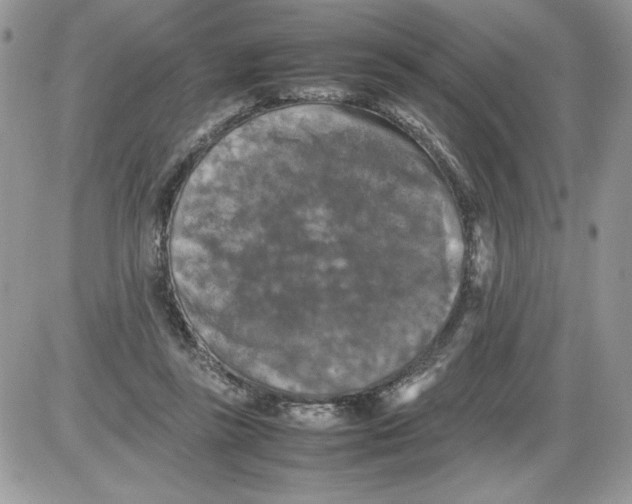 X0000086080355200704202157