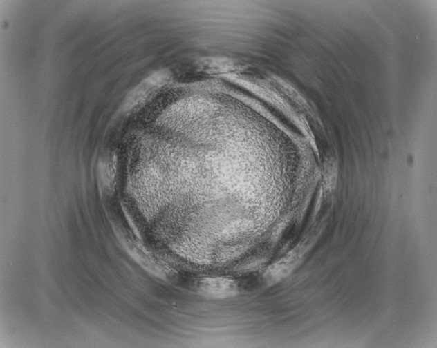 X0000086080376200704202157