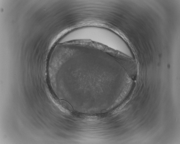 X0000086080438200704202155