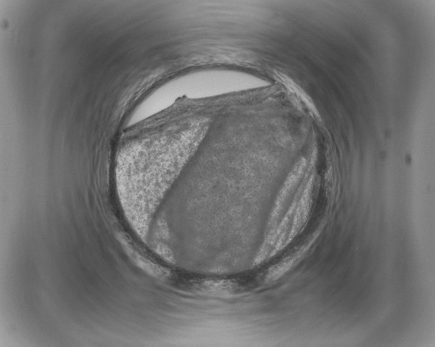 X0000086080493200704202155