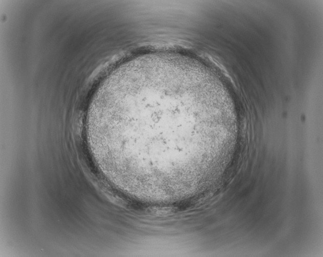 X0000086080495200704202155