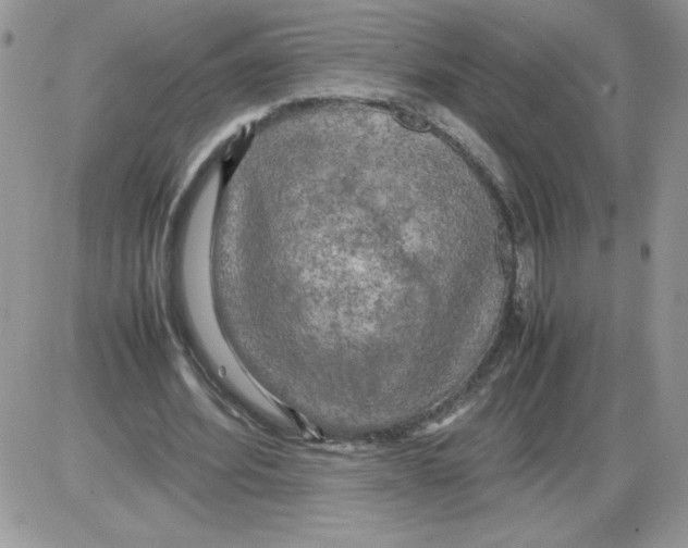 X0000086080580200704202153