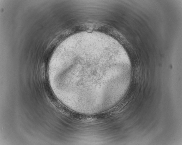 X0000086080594200704202153