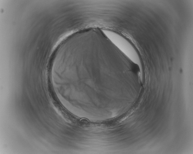 X0000086080626200704202152