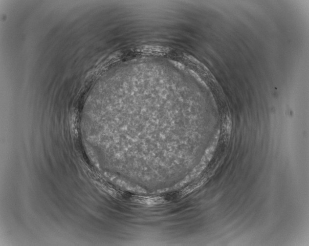 X0000086080663200704202152