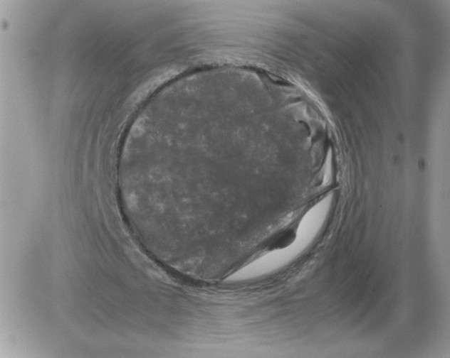 X0000086080673200704202152