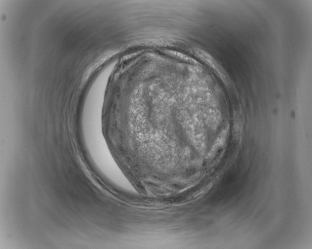 X0000086080677200704202152