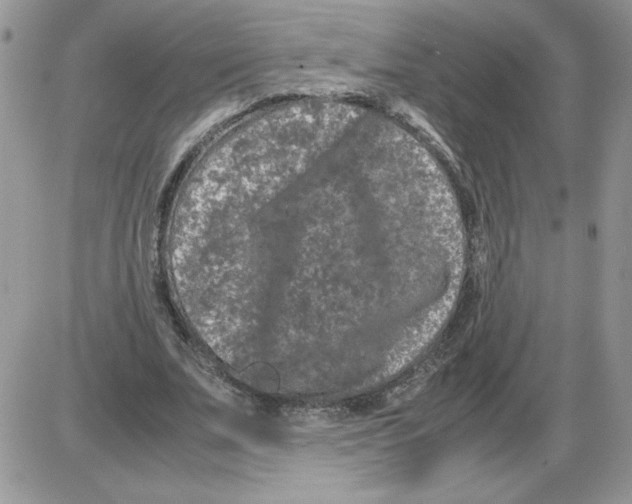 X0000086080679200704202152