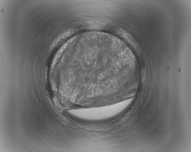 X0000086080685200704202152