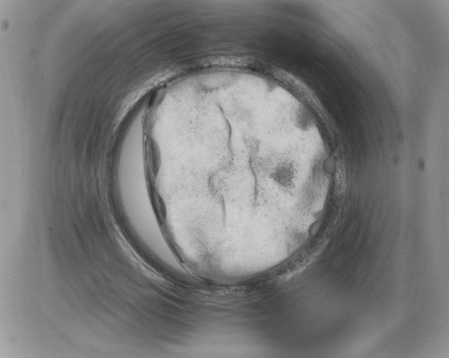 X0000086080725200704202150