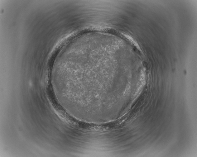 X0000086080736200704202150